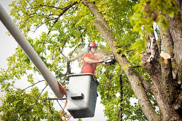 Reliable South Congaree, SC Tree Services Solutions